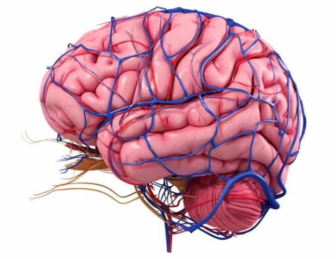 Неврология: мозг (Станислав Дробышевский)