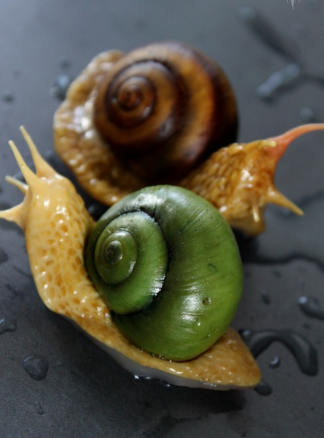 Пиздулитка (Эльвина Брестель)