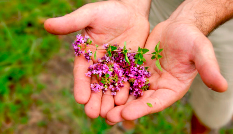 [Фитоведа] Травы для мужчин (Елена Корсун)