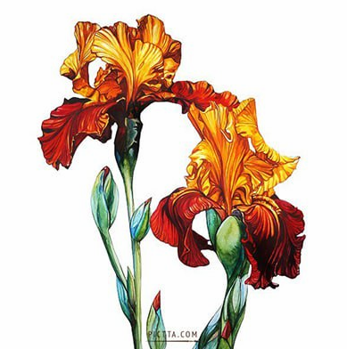 Акварельная коммерческая иллюстрация (Татьяна Трубникова)