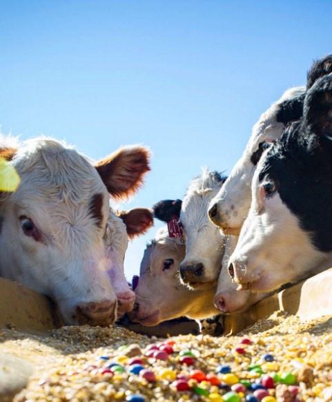 Углеводная и липидная питательность кормов, 2023 (Александр Ушаков)