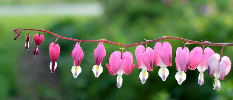 Игра-путешествие "Волшебство Благодарности" (azbuka_zhizni, Лариса Скороходова)