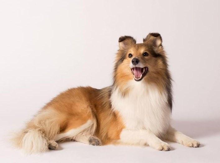 [FotoRules] Фотосъемка домашних животных, 2012