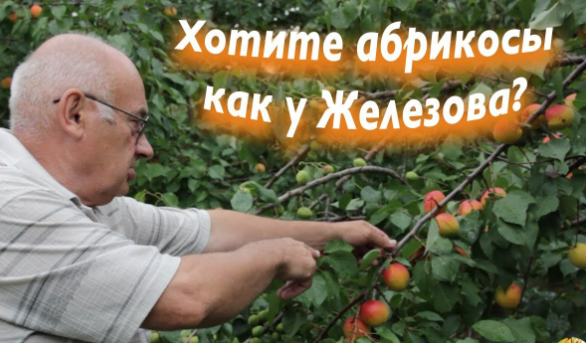 Выращивание абрикосов (Валерий  Железов)