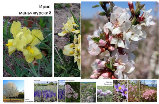 [РФК] Весеннее великолепие (Аркадий Безделев)