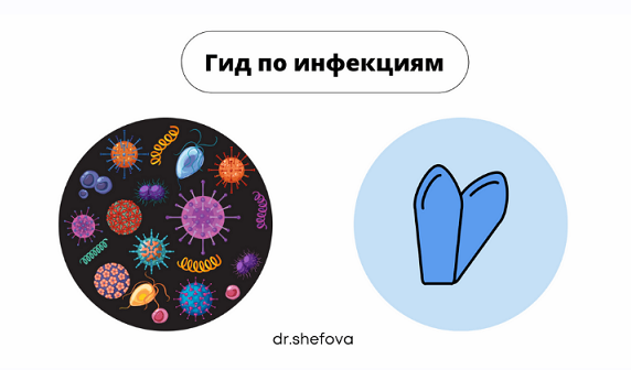 Гид по инфекциям (Юлия Шефова)