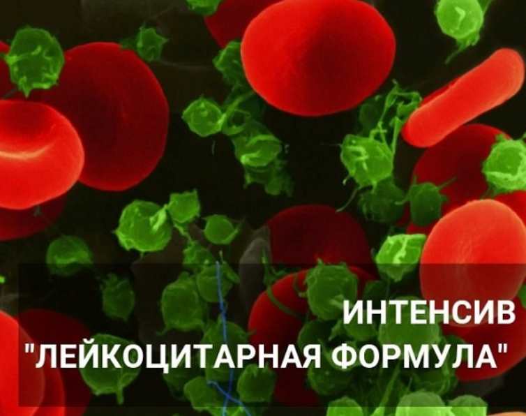 [7koschool] Лейкоцитарная формула (Анастасия Семко)