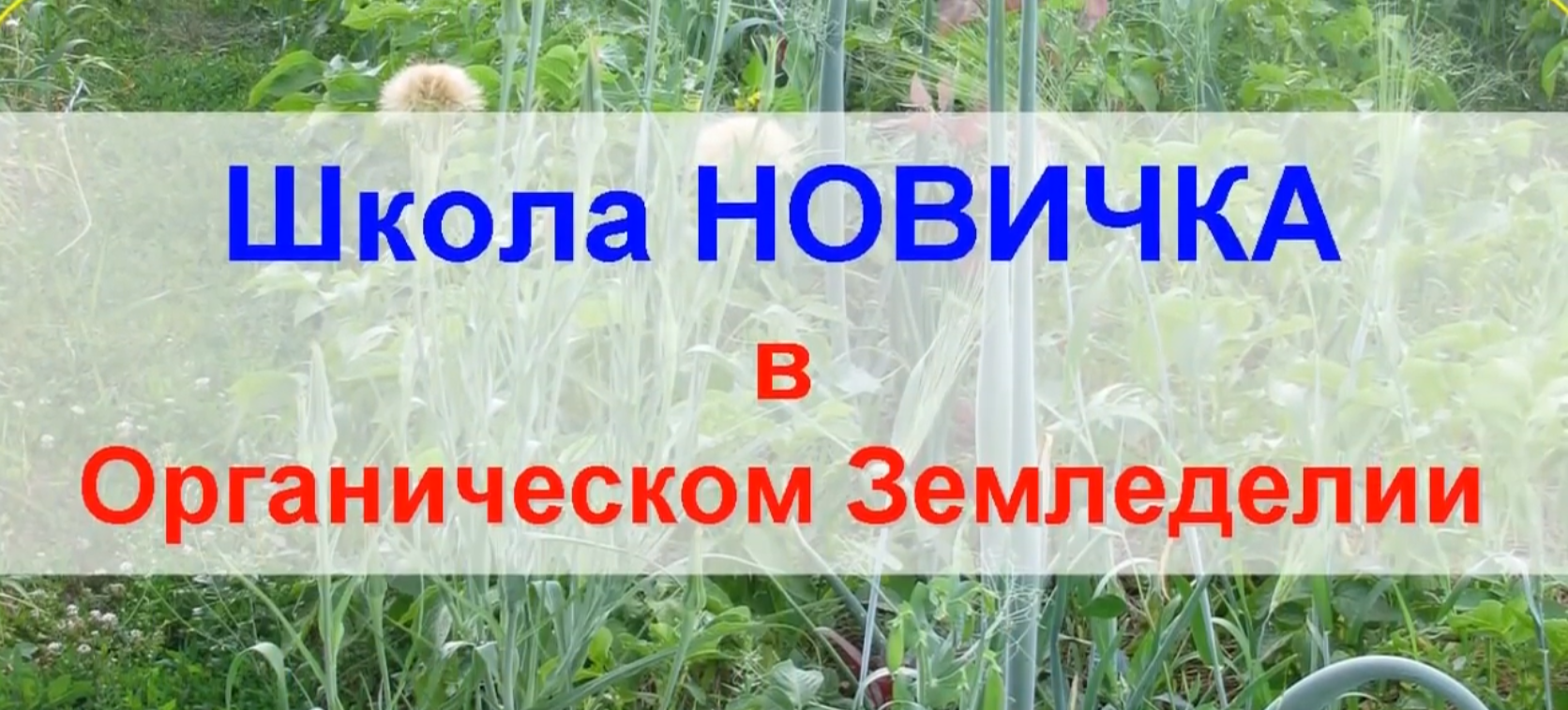 Школа новичка в органическом земледелии, 2020 (Марина Кучеренко)