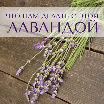Что нам делать с этой лавандой? (Анна Зворыкина)