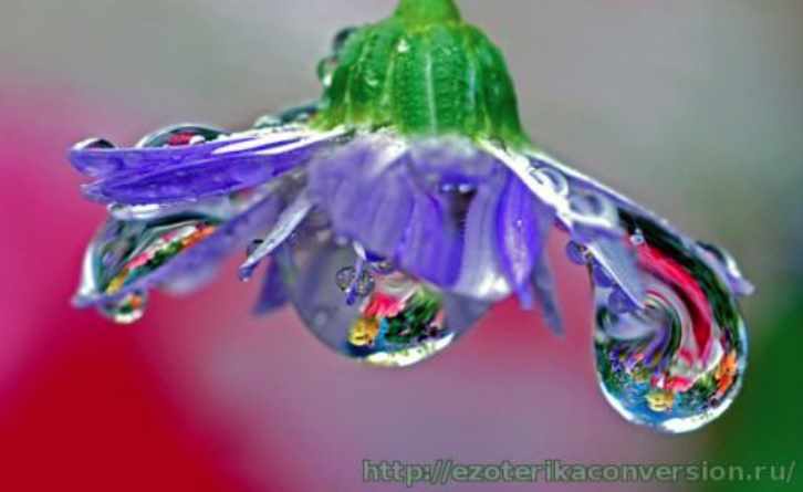 Утренняя роса Рейки (Стефани Брэйл)