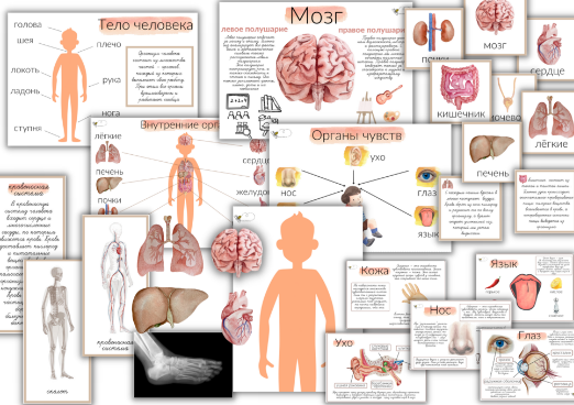 [busy-bee] Проект Тело человека (Елена Самсонова)