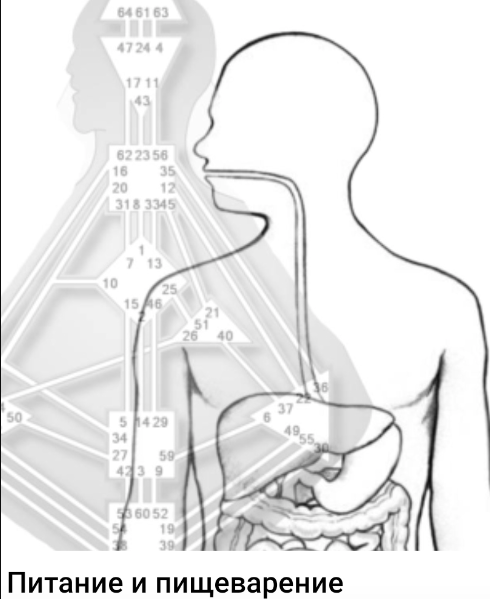 Питание и пищеварение (Полина Ковалевич)
