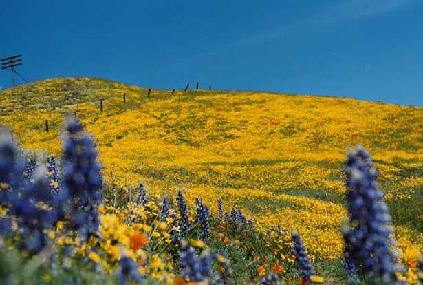 Новая жизнь рейки (Стефани Брейл)