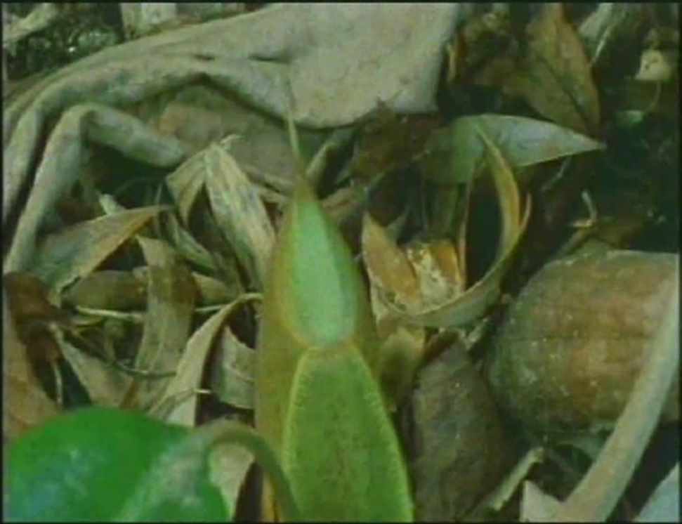 [Атлантида] 17 Aркан