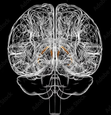 [Архэ] Биология стресса. Лекция 4: Неконтролируемый стресс (Сергей Лопатин)