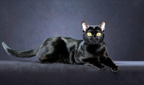 [Лавиния] 2 в 1. Магическая сила черной кошки/ Эффект Контроля над Разумом в деталях (Лавиния Сина Шендрей)