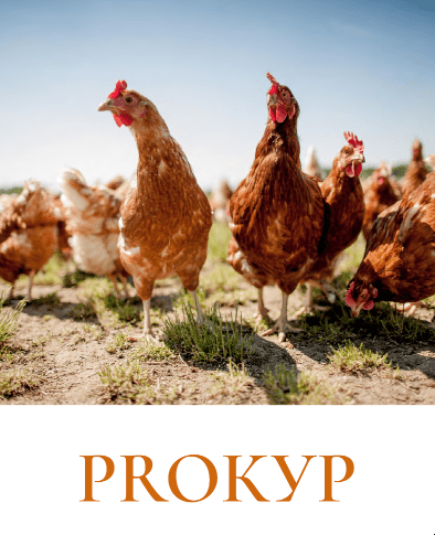 [Рыжий фермер] ProКур (Дарья Яковлева)