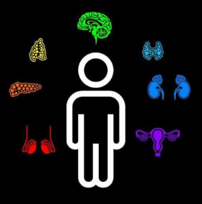 Физиология выделительной системы (Анастасия Семко)