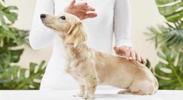 [Udemy] Energy Healing Reiki for Animals and Pets Certification