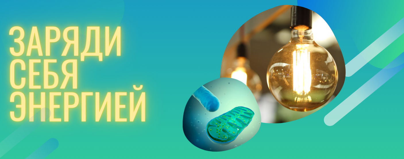 Митохондрии. Карманные энергетические станции (Денис Штерев)