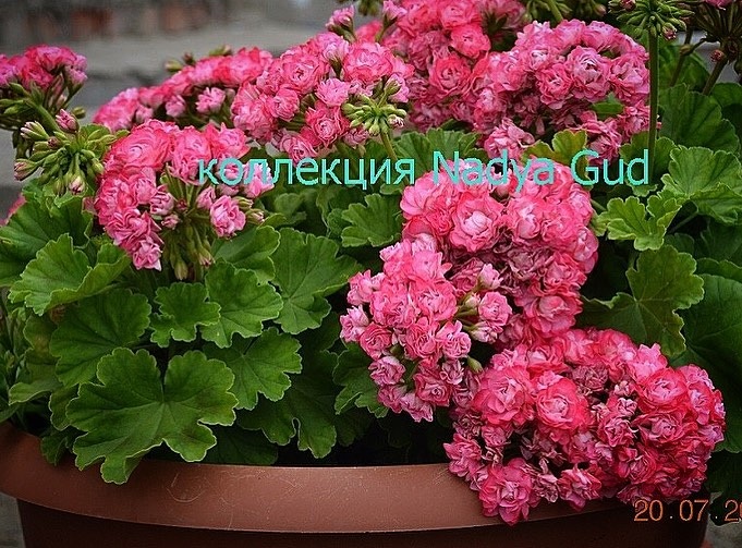 Авторский курс по уходу за пеларгонией,геранью (Надежда Гуд)