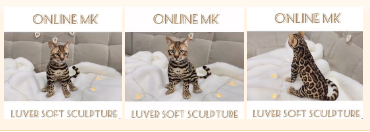 Бенгальский котёнок в смешанной технике (Вера Перминова,Любовь Смирнова)