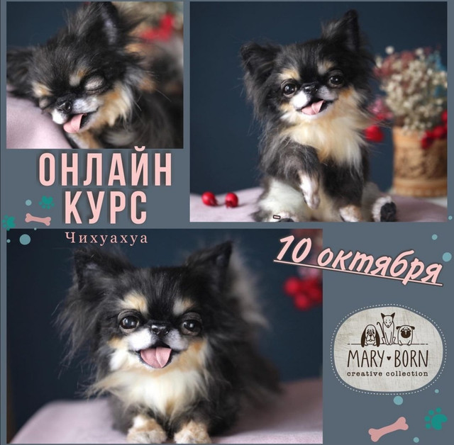 Чихуахуа (_maryborn_)