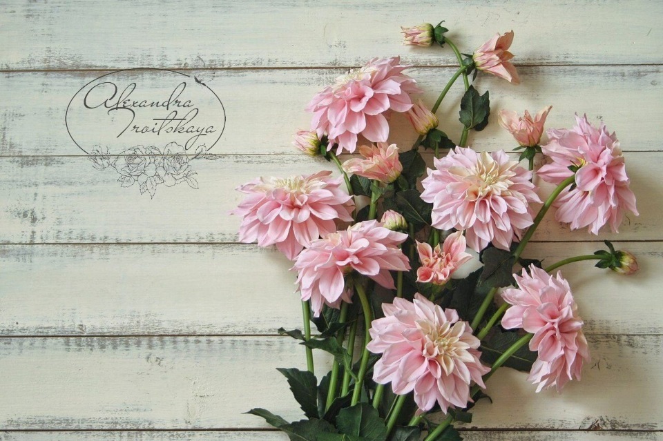 [Флористика] МК по созданию георгина "BREAK OUT" из фоамирана (Александра Троицкая)