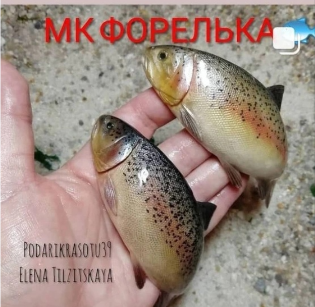 Форелька (Елена Тильзитская)