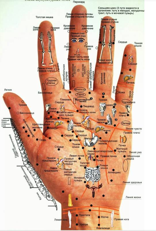 Курс восточная медицина + программа су-джок на каждый день (Владимир Заворотный)