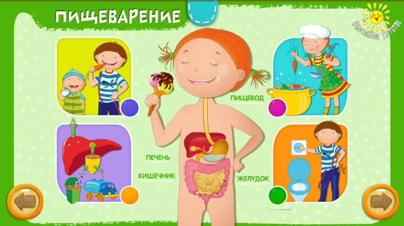 Моё тело или увлекательная анатомия для детей (Алина Закревская)