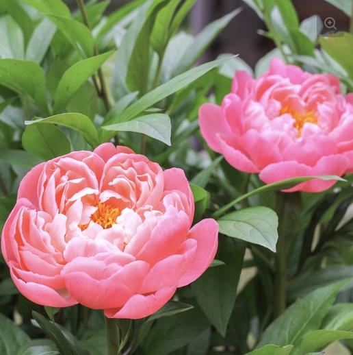 [tanyaflower] Пионы Корал Шарм (Татьяна Кононова)