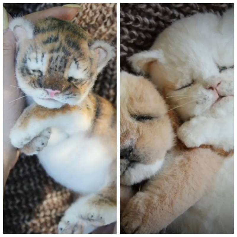 Три малыша (Валентиновна Крижановская)