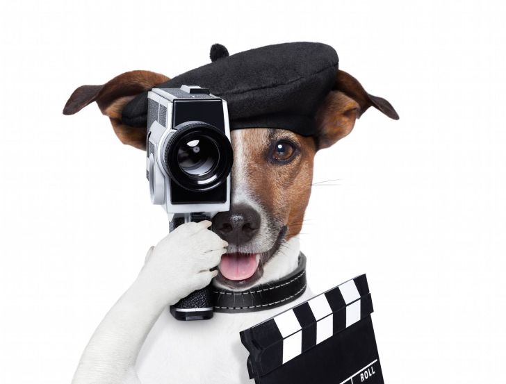 Видео-гид по щенку (Антонина Зимарева)