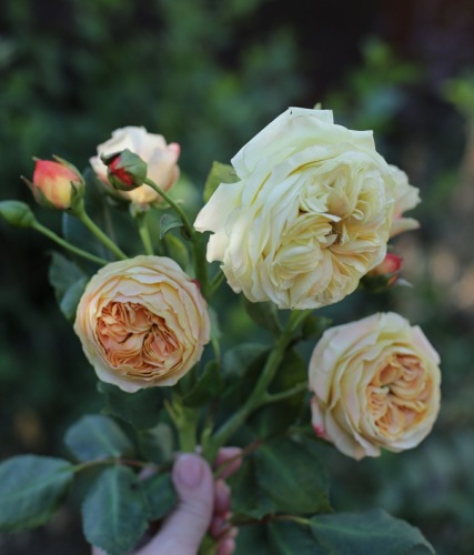 Видео-урок Английская роза сорта " Принцесса Маргарет"  (Инна Голубева)